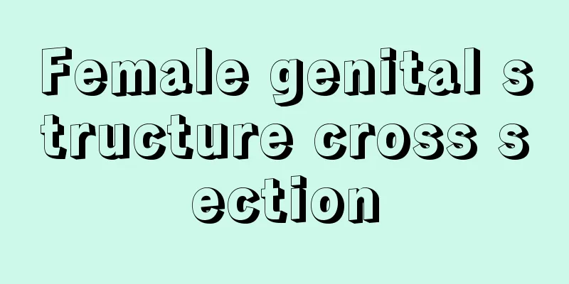 Female genital structure cross section