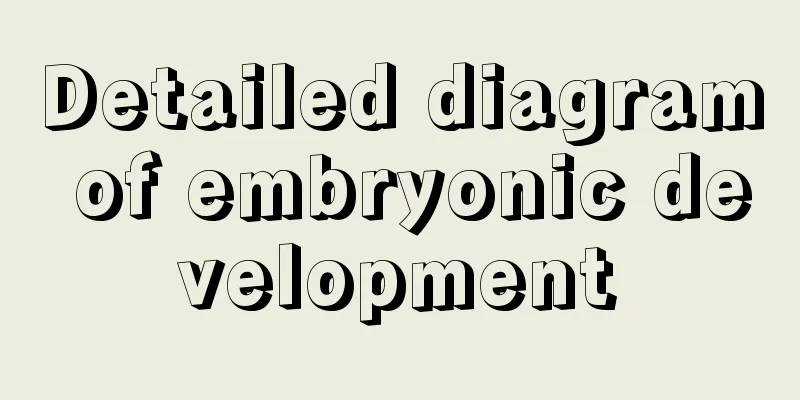 Detailed diagram of embryonic development