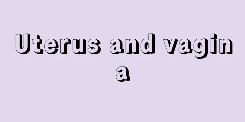 Uterus and vagina