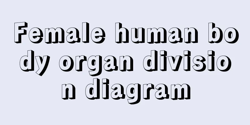 Female human body organ division diagram