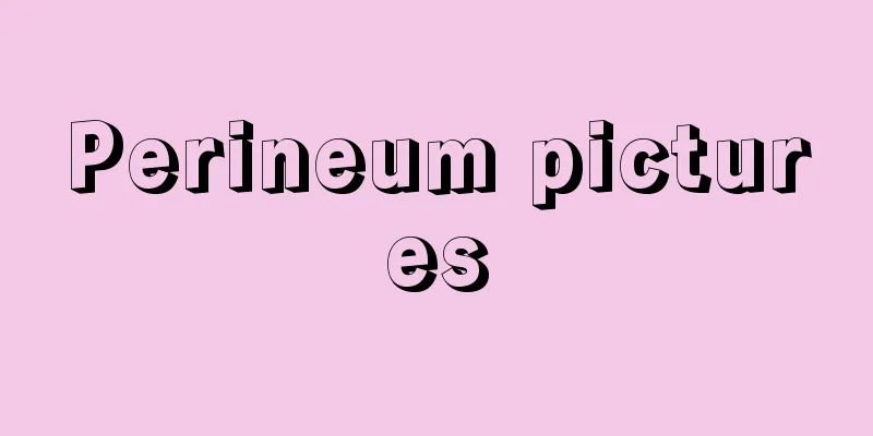 Perineum pictures