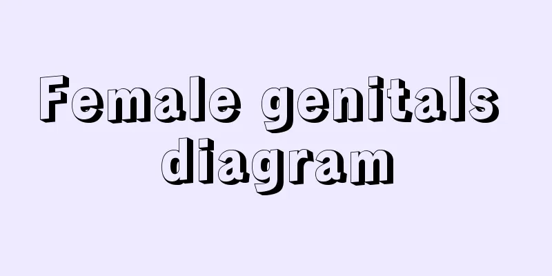 Female genitals diagram