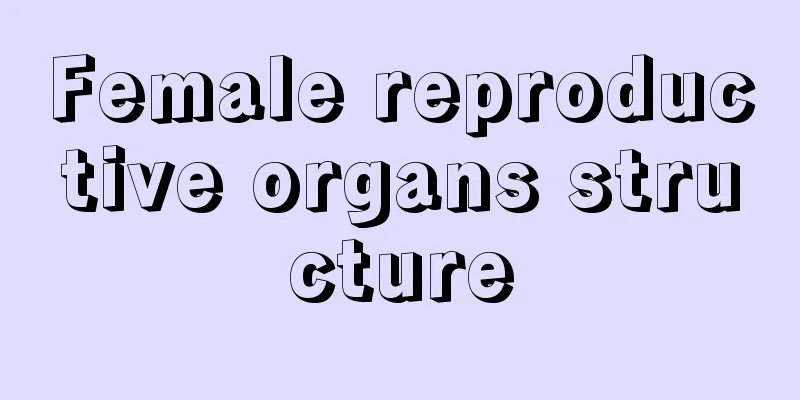 Female reproductive organs structure