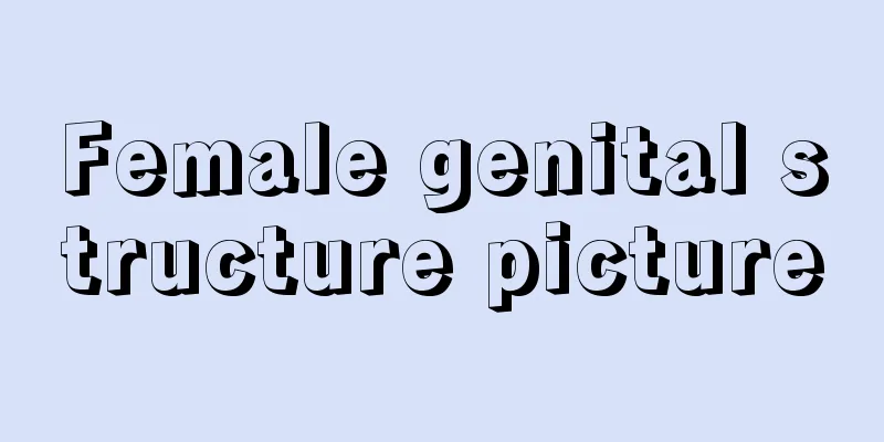 Female genital structure picture