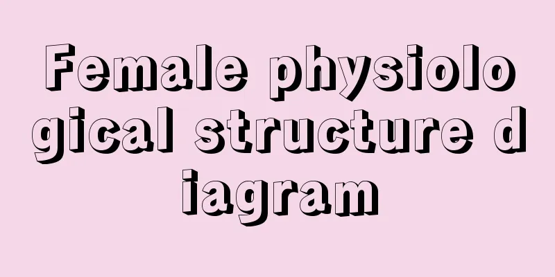 Female physiological structure diagram