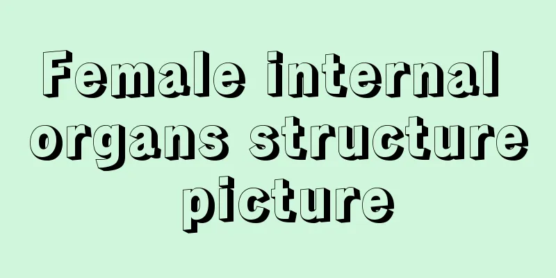 Female internal organs structure picture