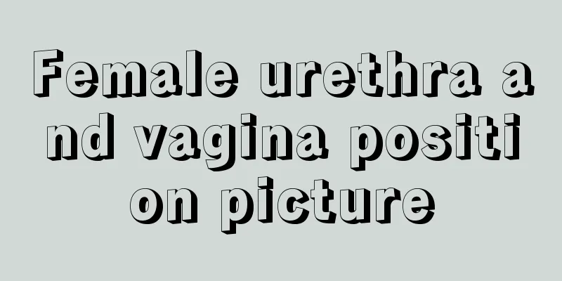 Female urethra and vagina position picture