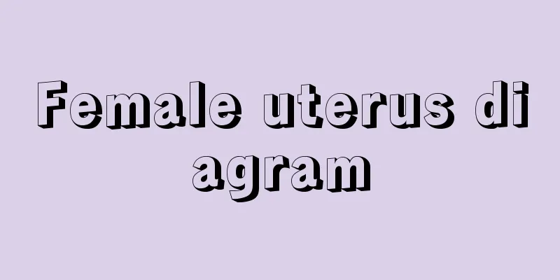 Female uterus diagram