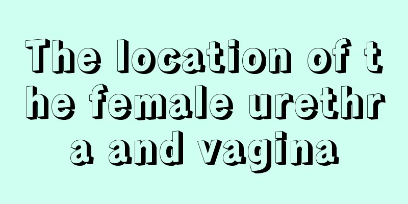 The location of the female urethra and vagina