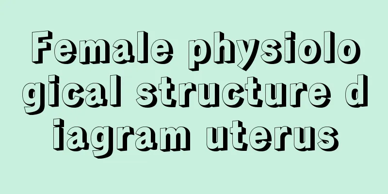 Female physiological structure diagram uterus