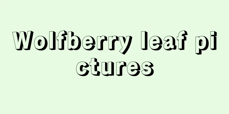 Wolfberry leaf pictures