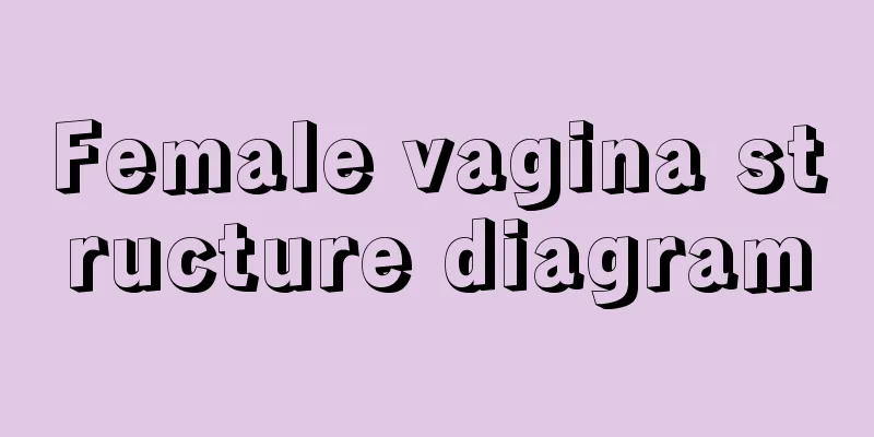 Female vagina structure diagram