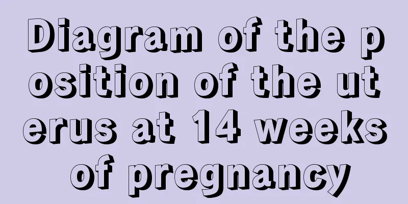 Diagram of the position of the uterus at 14 weeks of pregnancy