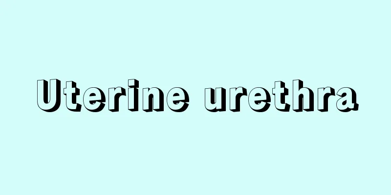 Uterine urethra