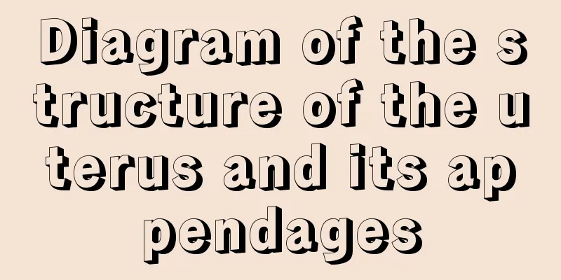 Diagram of the structure of the uterus and its appendages