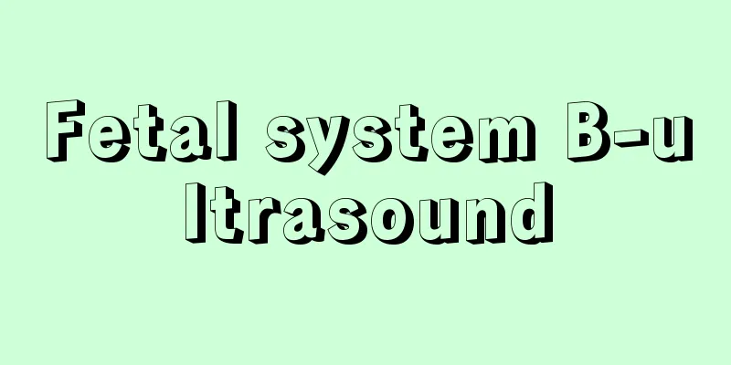 Fetal system B-ultrasound