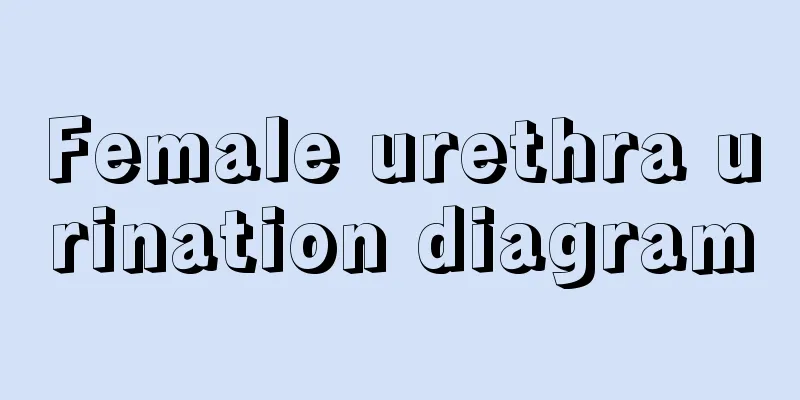 Female urethra urination diagram