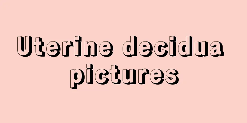 Uterine decidua pictures