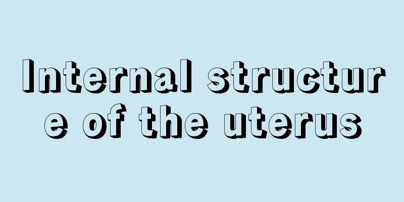 Internal structure of the uterus