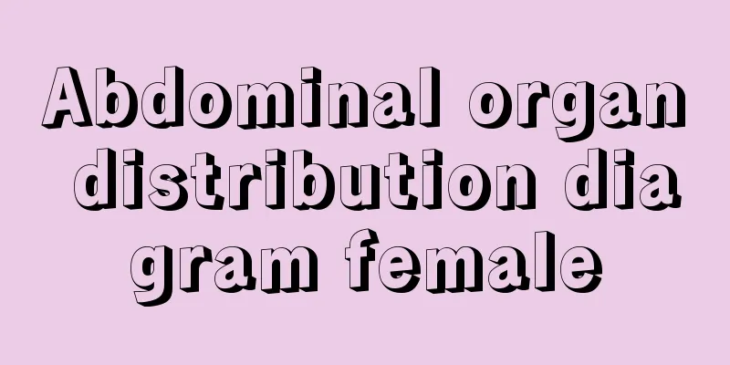 Abdominal organ distribution diagram female