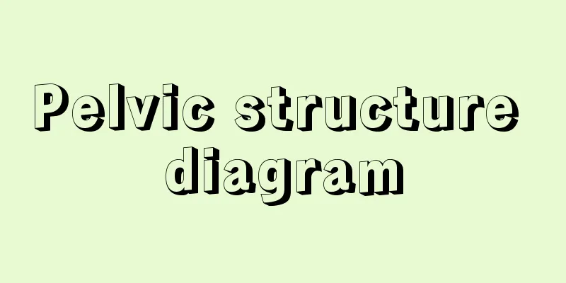 Pelvic structure diagram