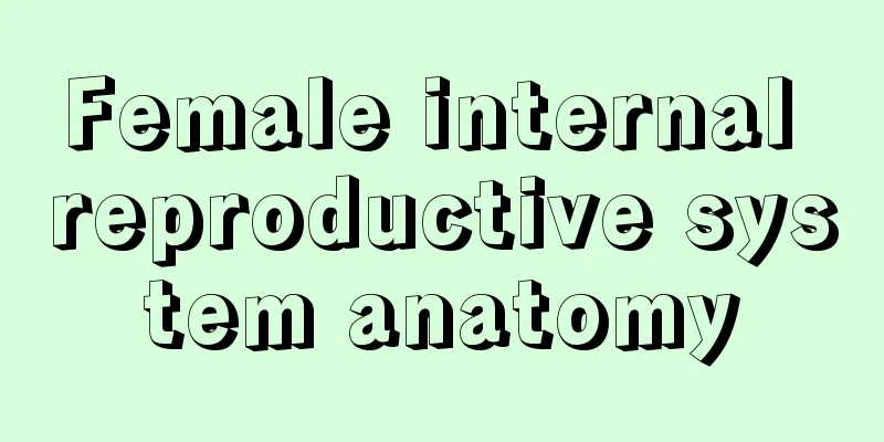 Female internal reproductive system anatomy