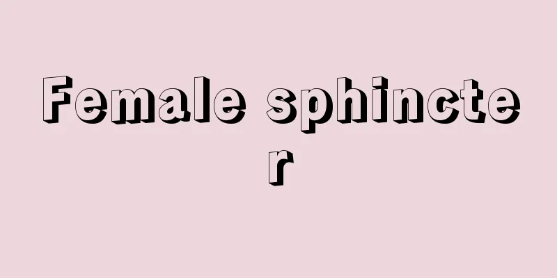 Female sphincter