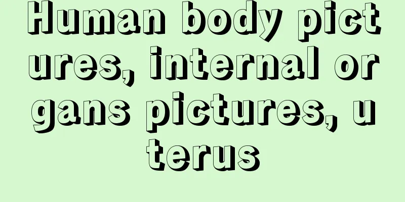 Human body pictures, internal organs pictures, uterus