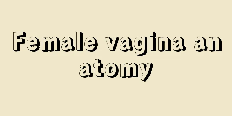 Female vagina anatomy