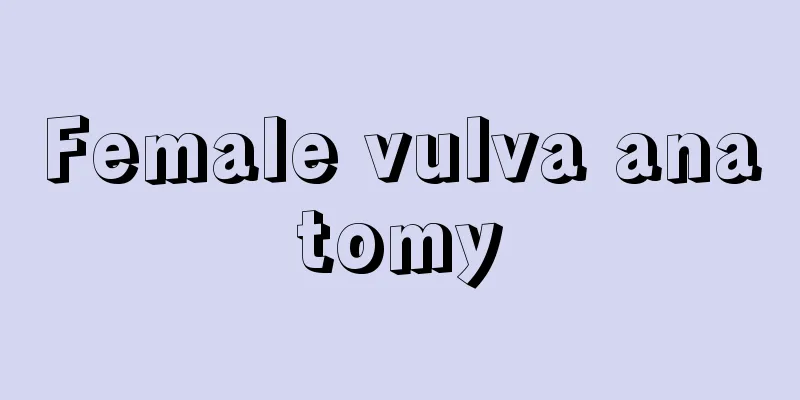 Female vulva anatomy