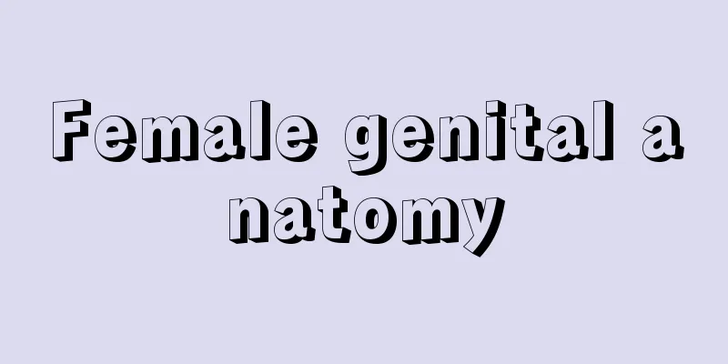 Female genital anatomy