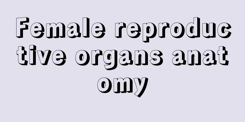 Female reproductive organs anatomy