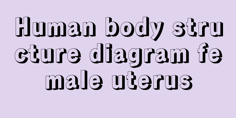 Human body structure diagram female uterus