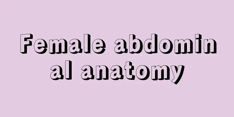 Female abdominal anatomy