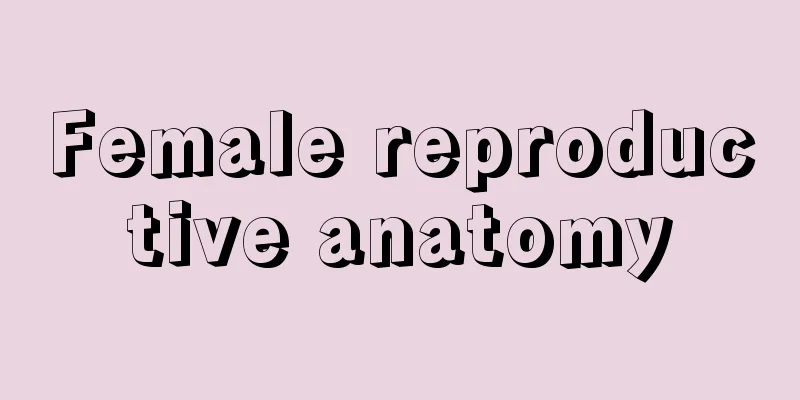 Female reproductive anatomy