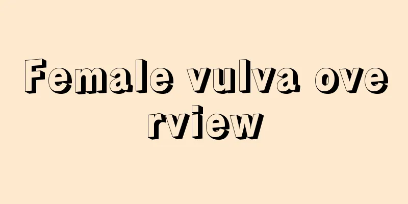 Female vulva overview