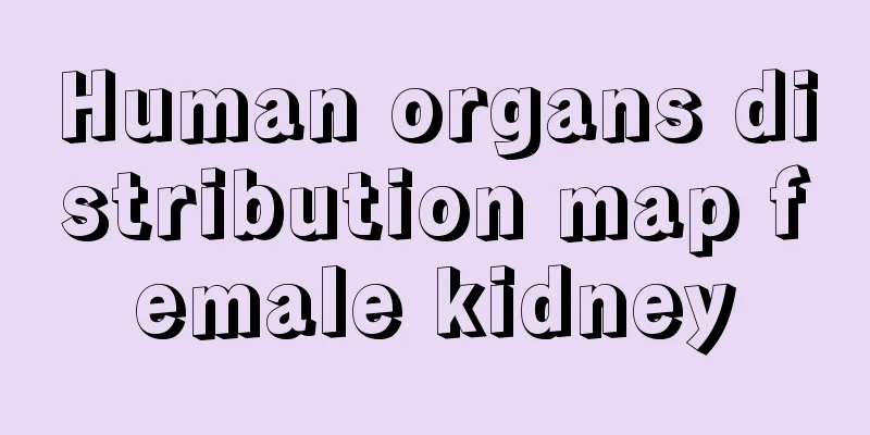 Human organs distribution map female kidney