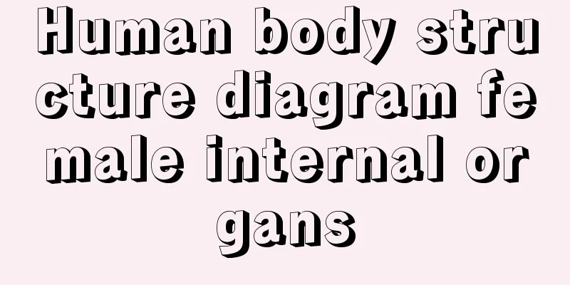 Human body structure diagram female internal organs