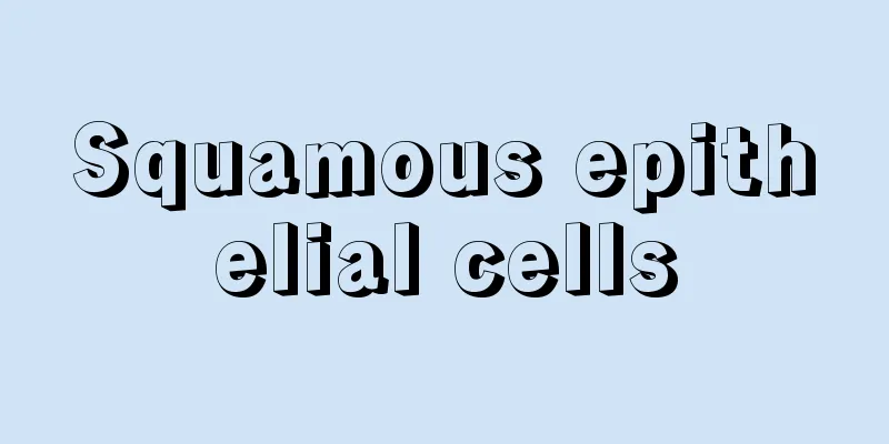 Squamous epithelial cells