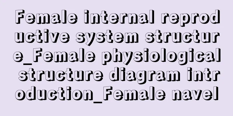 Female internal reproductive system structure_Female physiological structure diagram introduction_Female navel