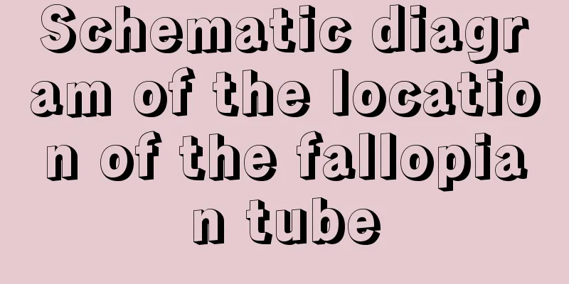 Schematic diagram of the location of the fallopian tube