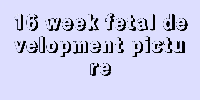 16 week fetal development picture