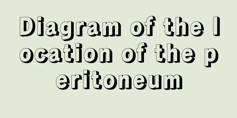 Diagram of the location of the peritoneum