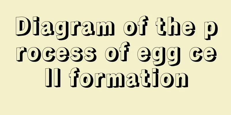 Diagram of the process of egg cell formation