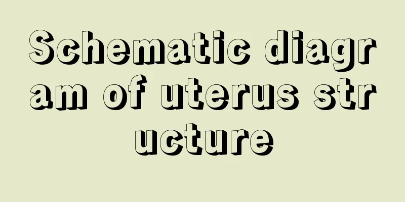 Schematic diagram of uterus structure