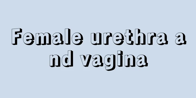 Female urethra and vagina