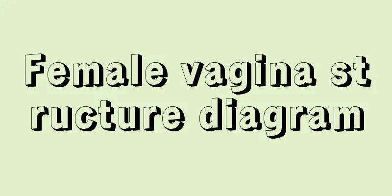 Female vagina structure diagram