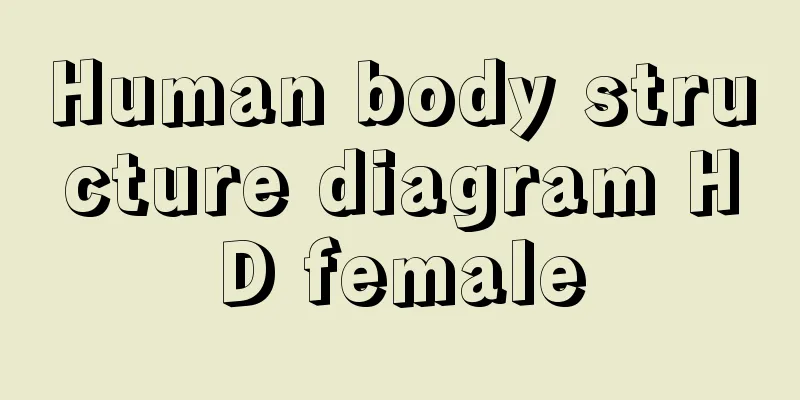 Human body structure diagram HD female