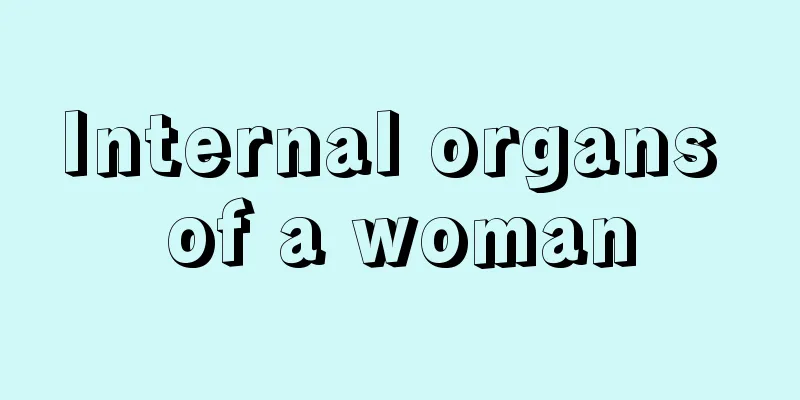 Internal organs of a woman