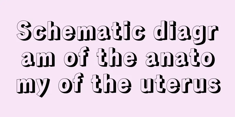 Schematic diagram of the anatomy of the uterus